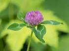 Washington State, Tiger Mountain. Red clover flower with green leaves, close-up Art Print